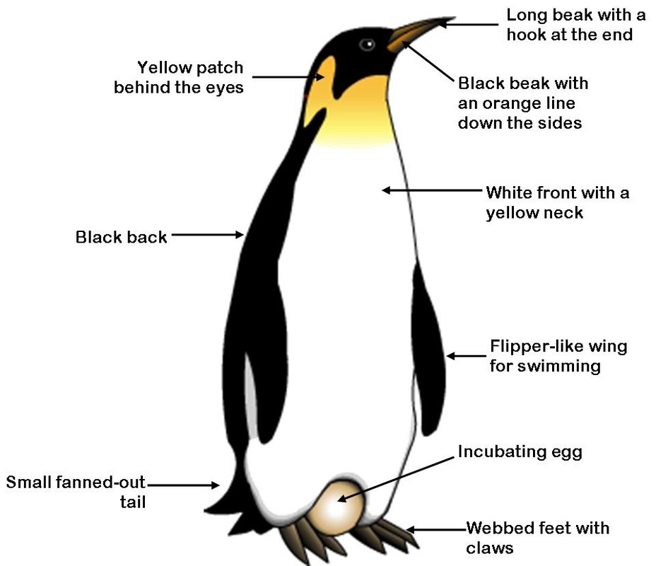 Adaptation Of Penguins